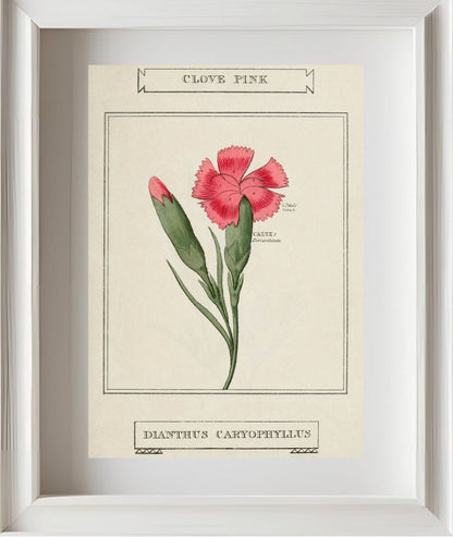 Clove Pink