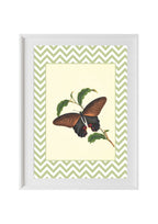 Papilio Laomedon