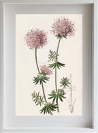 Long-styled Crucianella