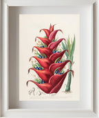 Le Balisier (Hiliconia)