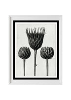 Serratula Nudicaulis (Bare Stemmed Common Saw Wort)