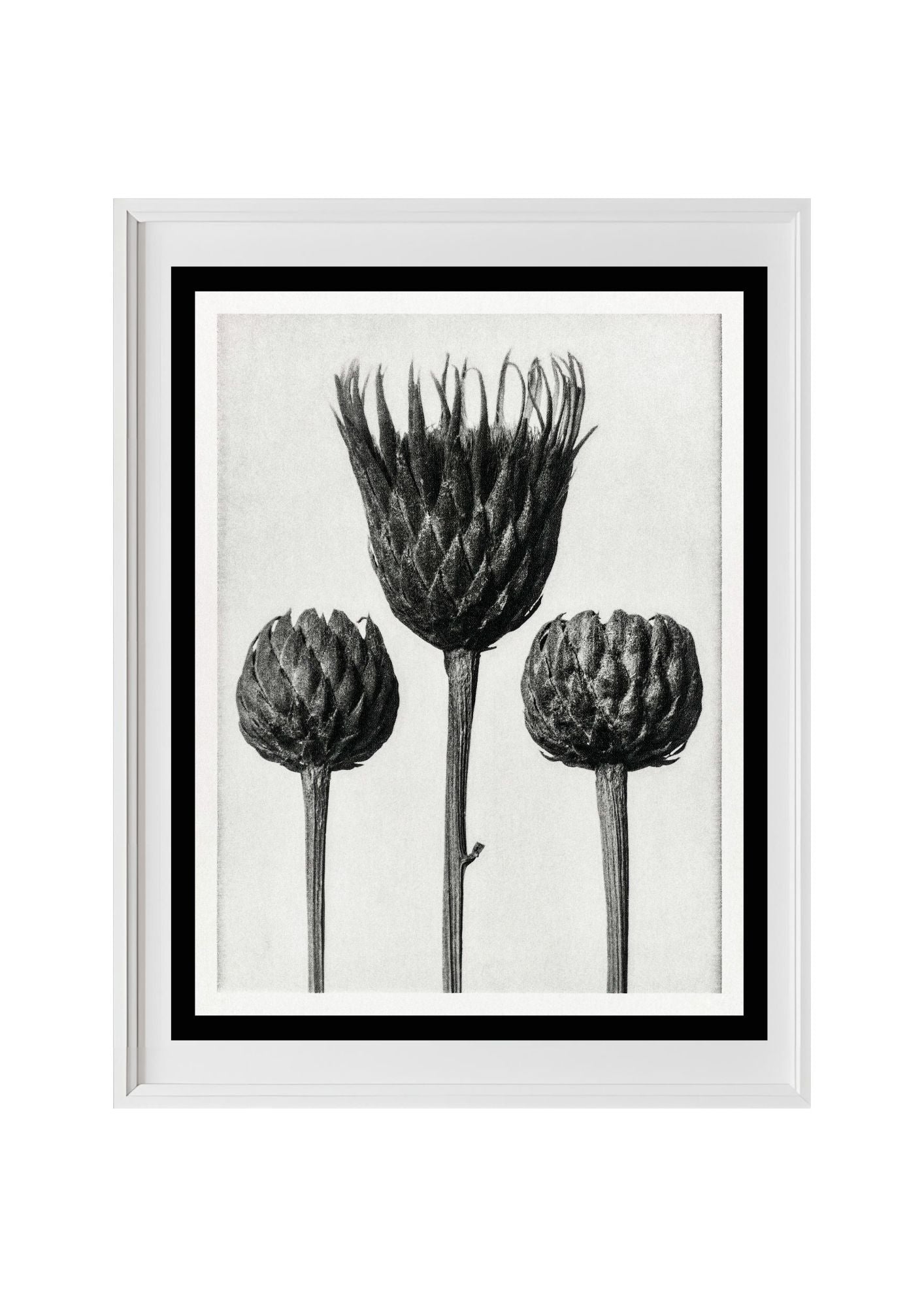 Serratula Nudicaulis (Bare Stemmed Common Saw Wort)