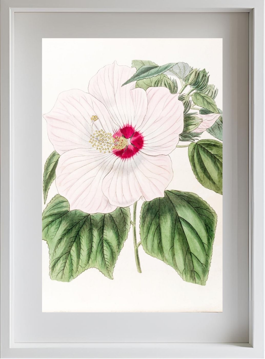 Musk Hibiscus