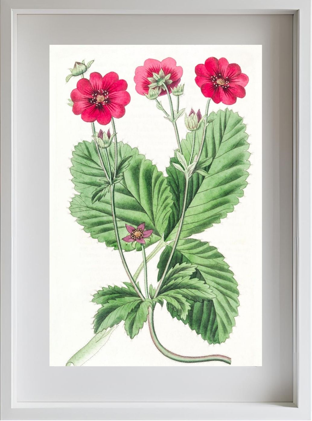 Russell's Potentilla