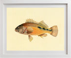 Gerranus Tankervillae