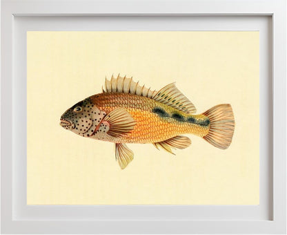 Gerranus Tankervillae