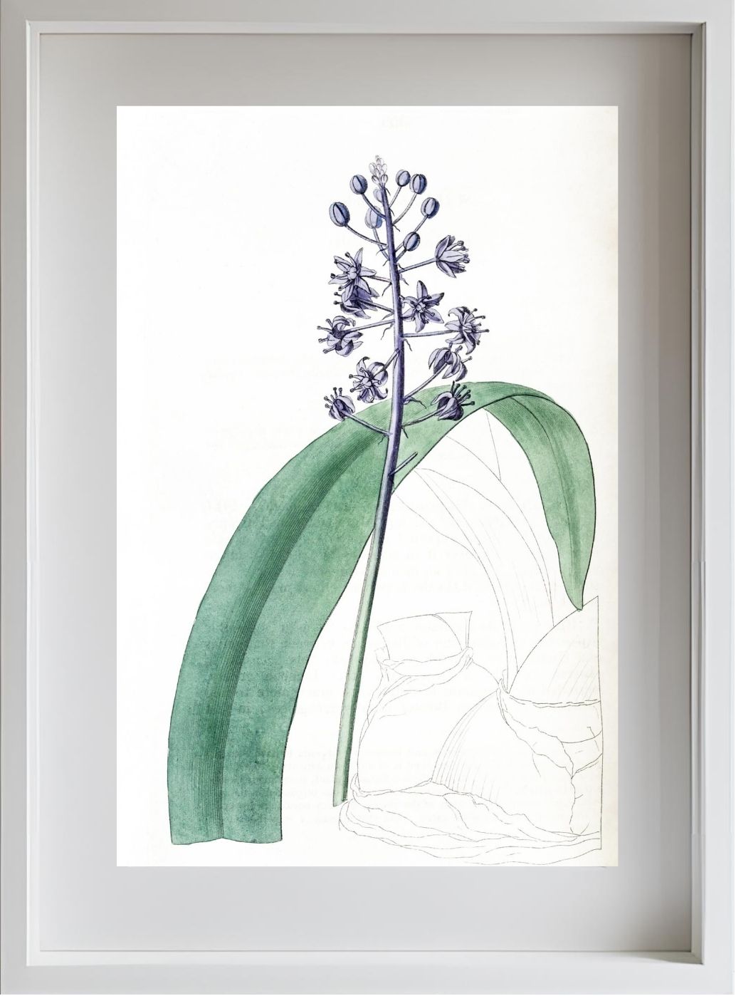 Lead-Coloured Scilla