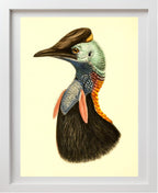 Casuarius Bicarunculatus