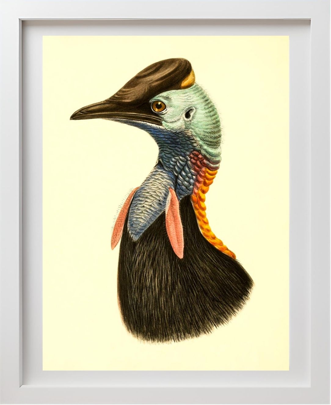 Casuarius Bicarunculatus