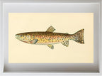The Red Throat Trout (Adult Male) Salmo-Clarkii