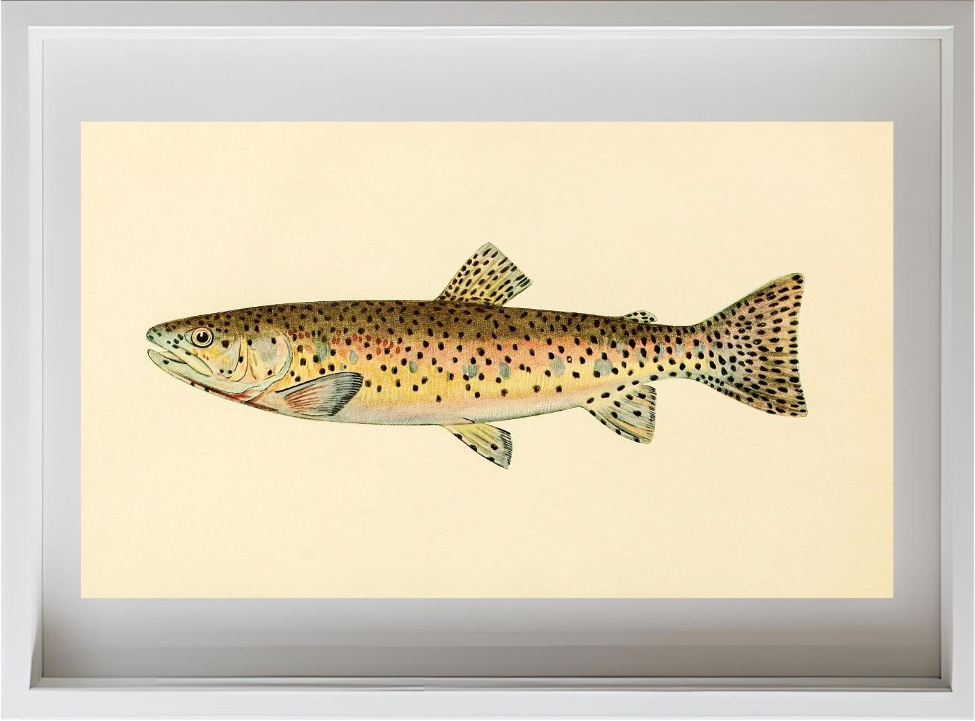 The Red Throat Trout (Adult Male) Salmo-Clarkii