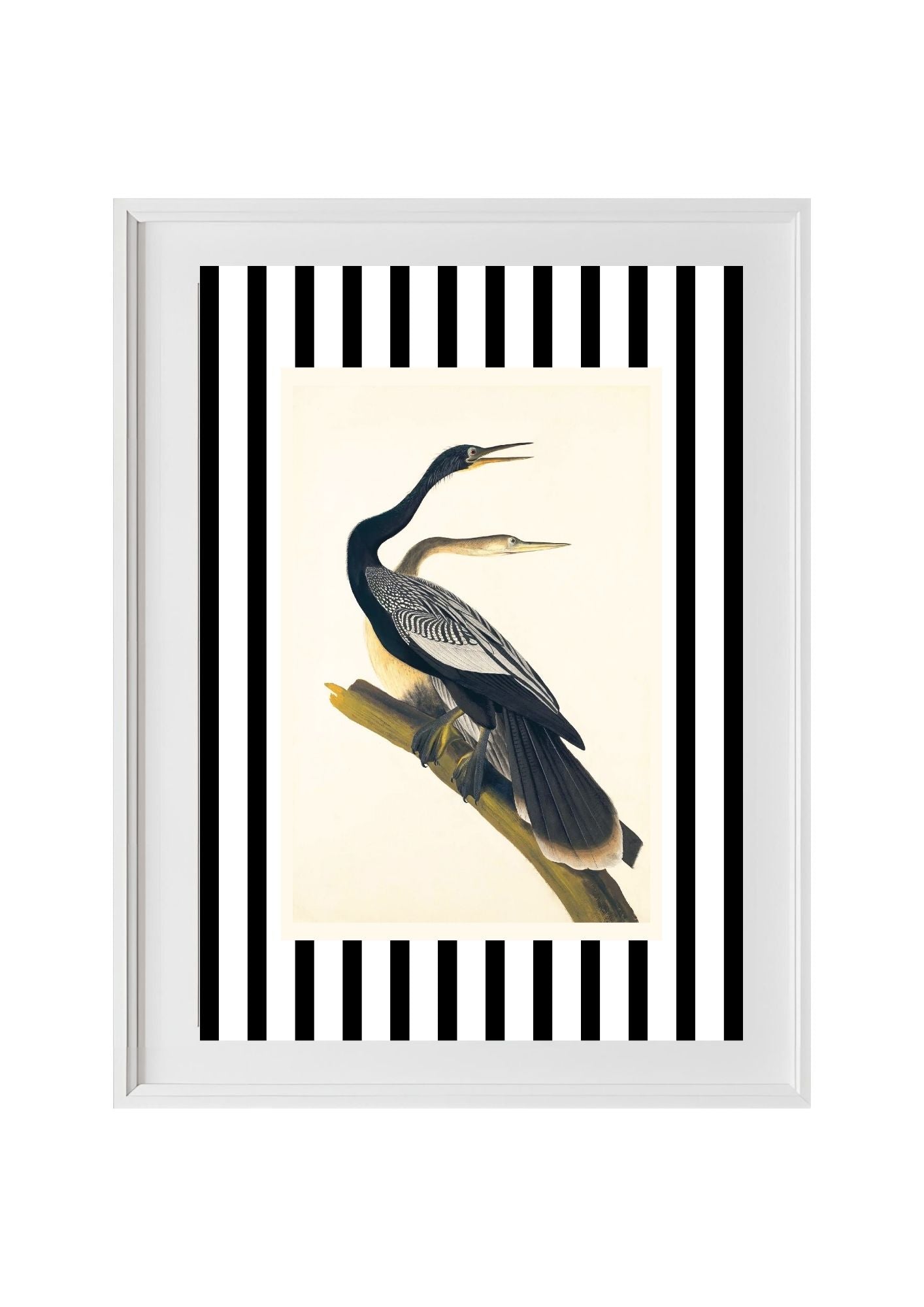 Black Bellied Darter