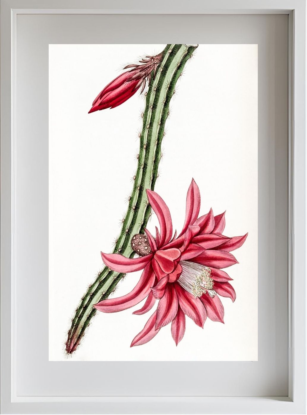 Crimson Creeping Cereus