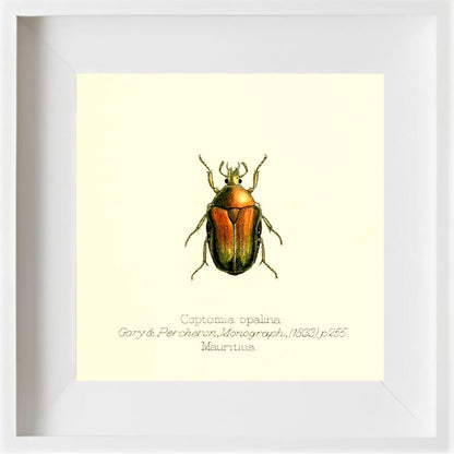 Coptomia Oplalina