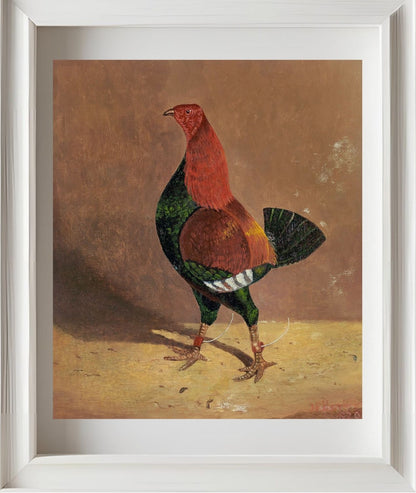 Fighting Cock (2)