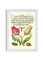 Gesner’sTulip, Ichneumon Fly, Kidney Bean, and Scarlet Runner Bean