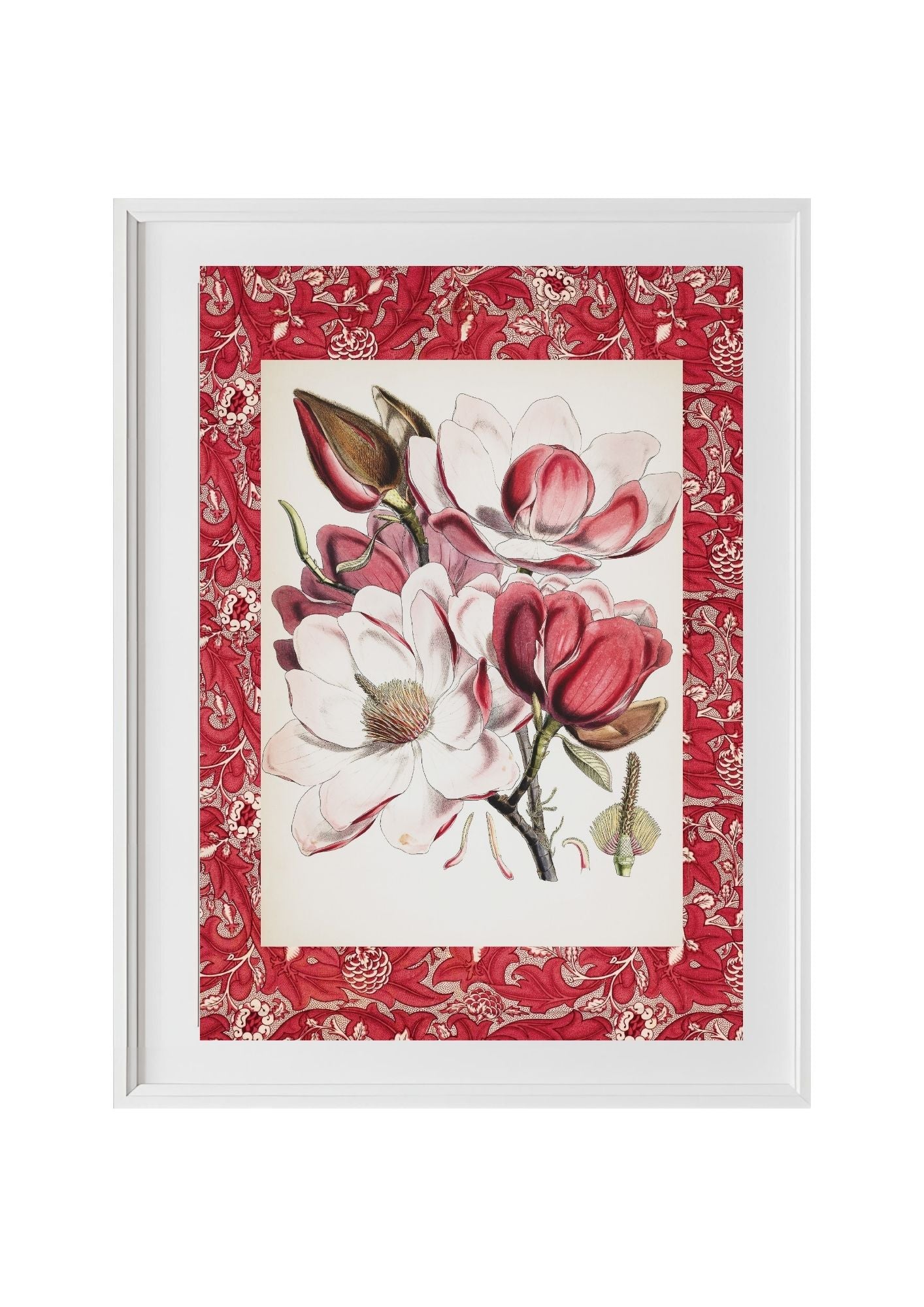 Magnolia Campbellii