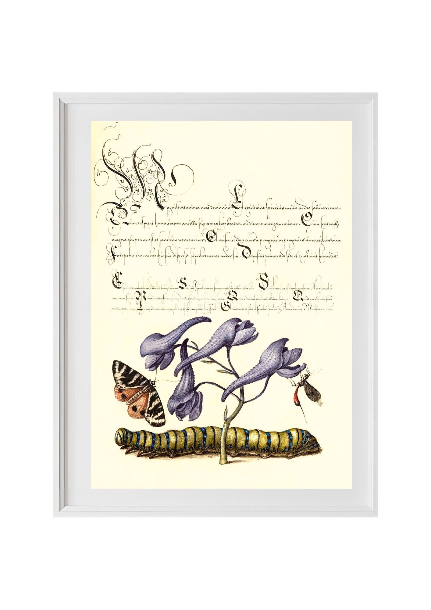 Scarlet Tiger-Moth, Larkspur, Insect, and Caterpillar