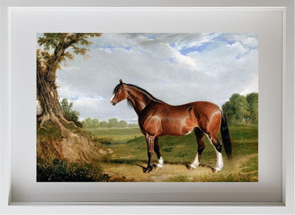 A Clydesdale Stallion