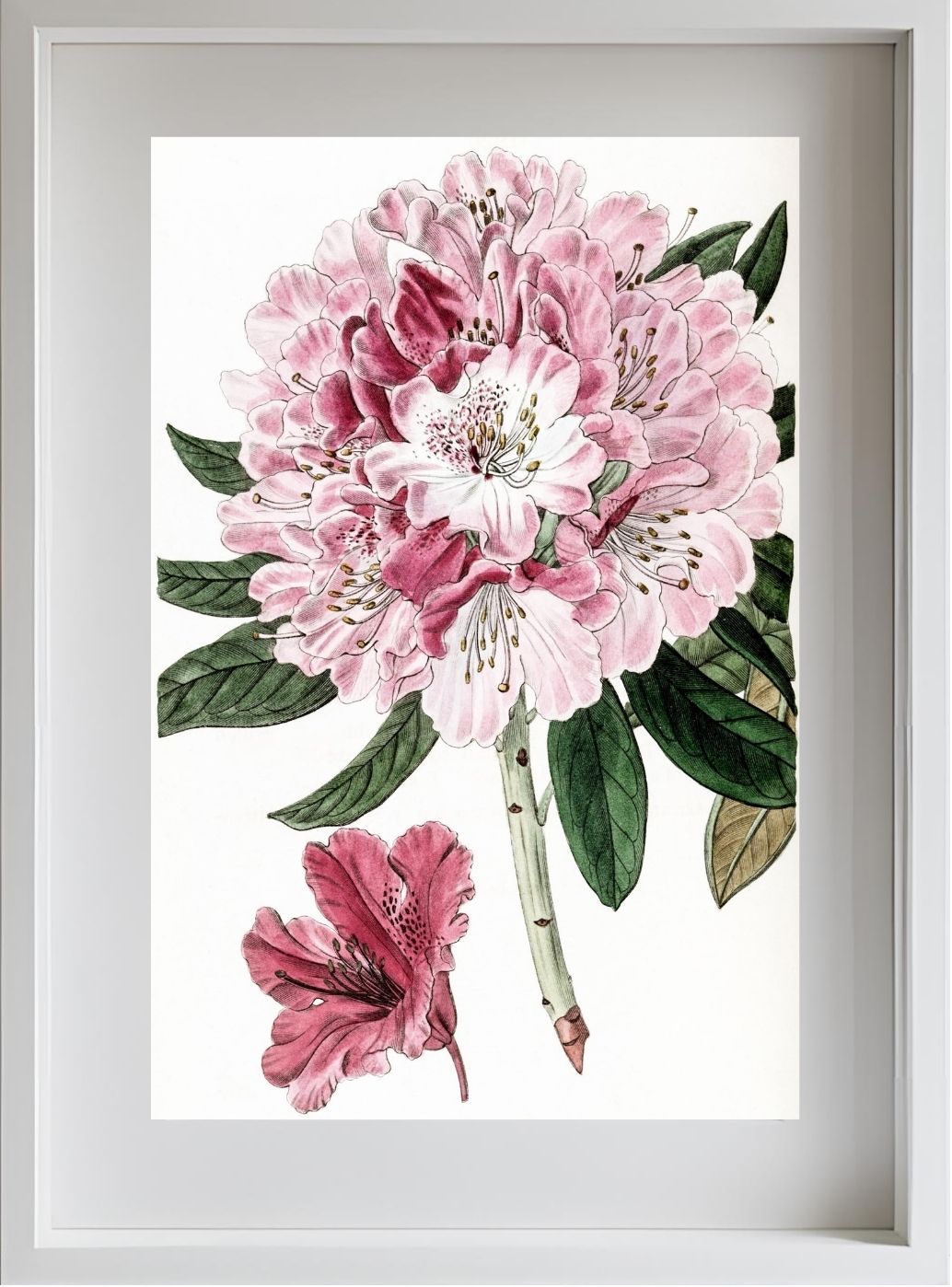 Rhododendron