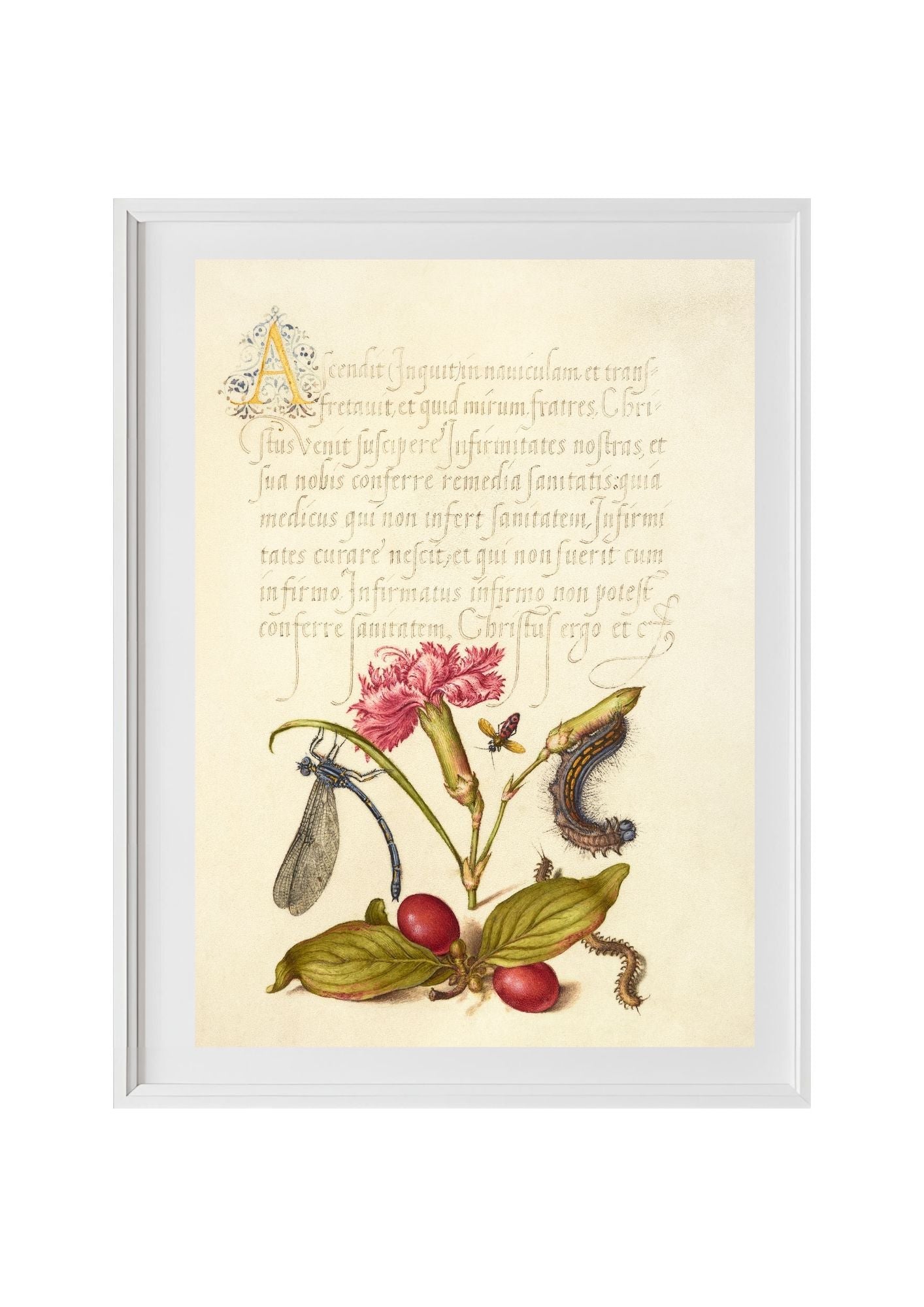 Damselfly, Carnation, Firebug, Caterpillar, Carnelian Cherry, and Centipede