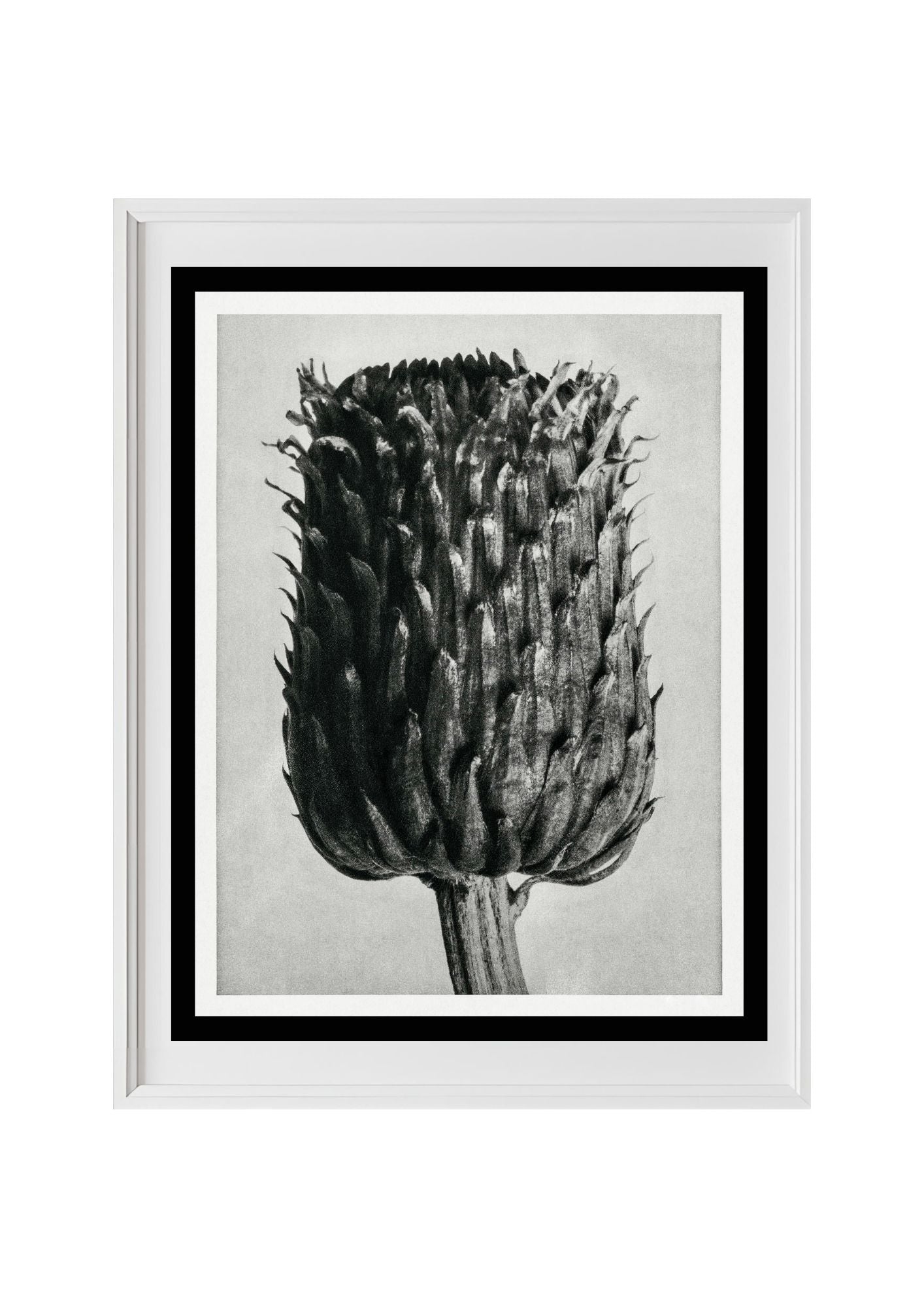 Cirsium Canum (Thistle) Flower Head
