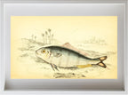 Indian Pilot-Fish