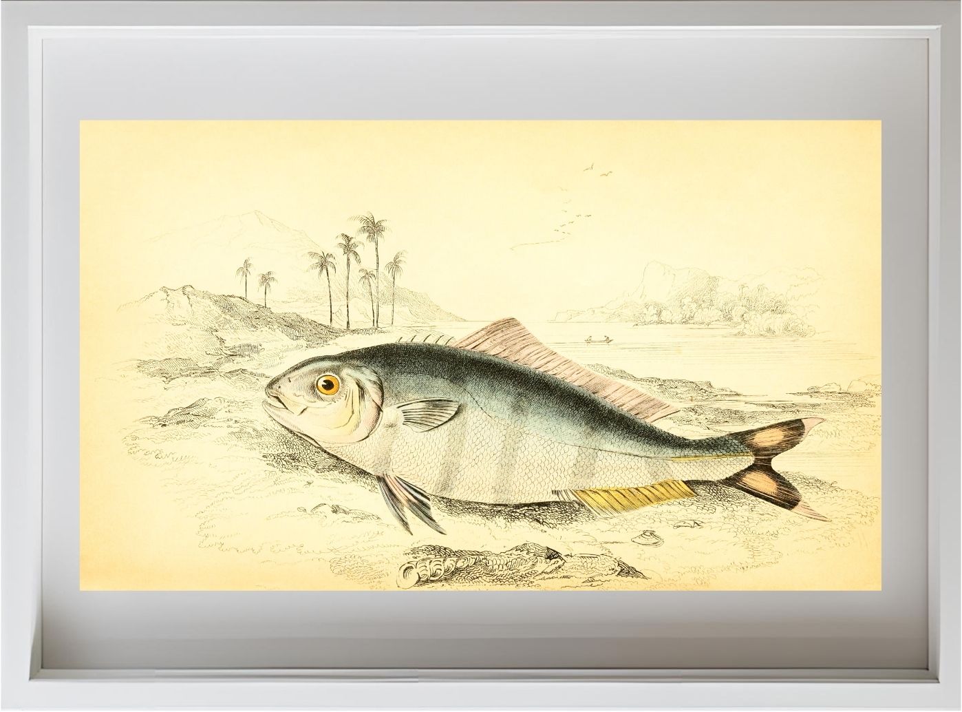 Indian Pilot-Fish