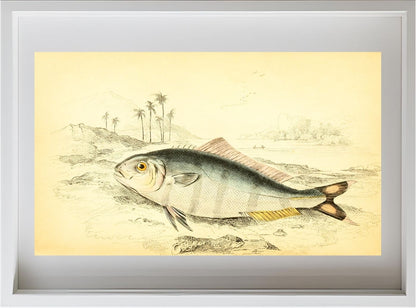 Indian Pilot-Fish
