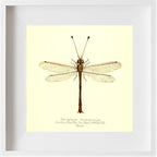 Helcopteryx Rhodiogramma