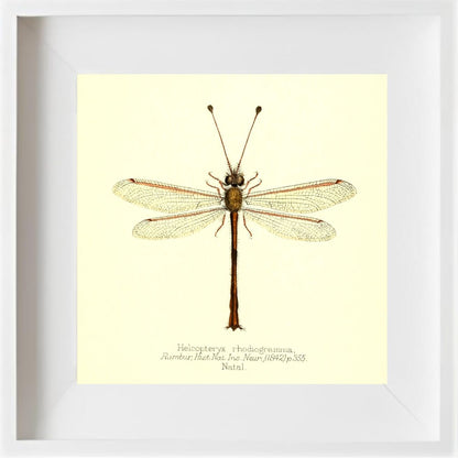 Helcopteryx Rhodiogramma
