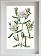 Forest Pimelea