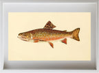 The Brook Trout (Adult Male) Salvelinus-Fontinalis