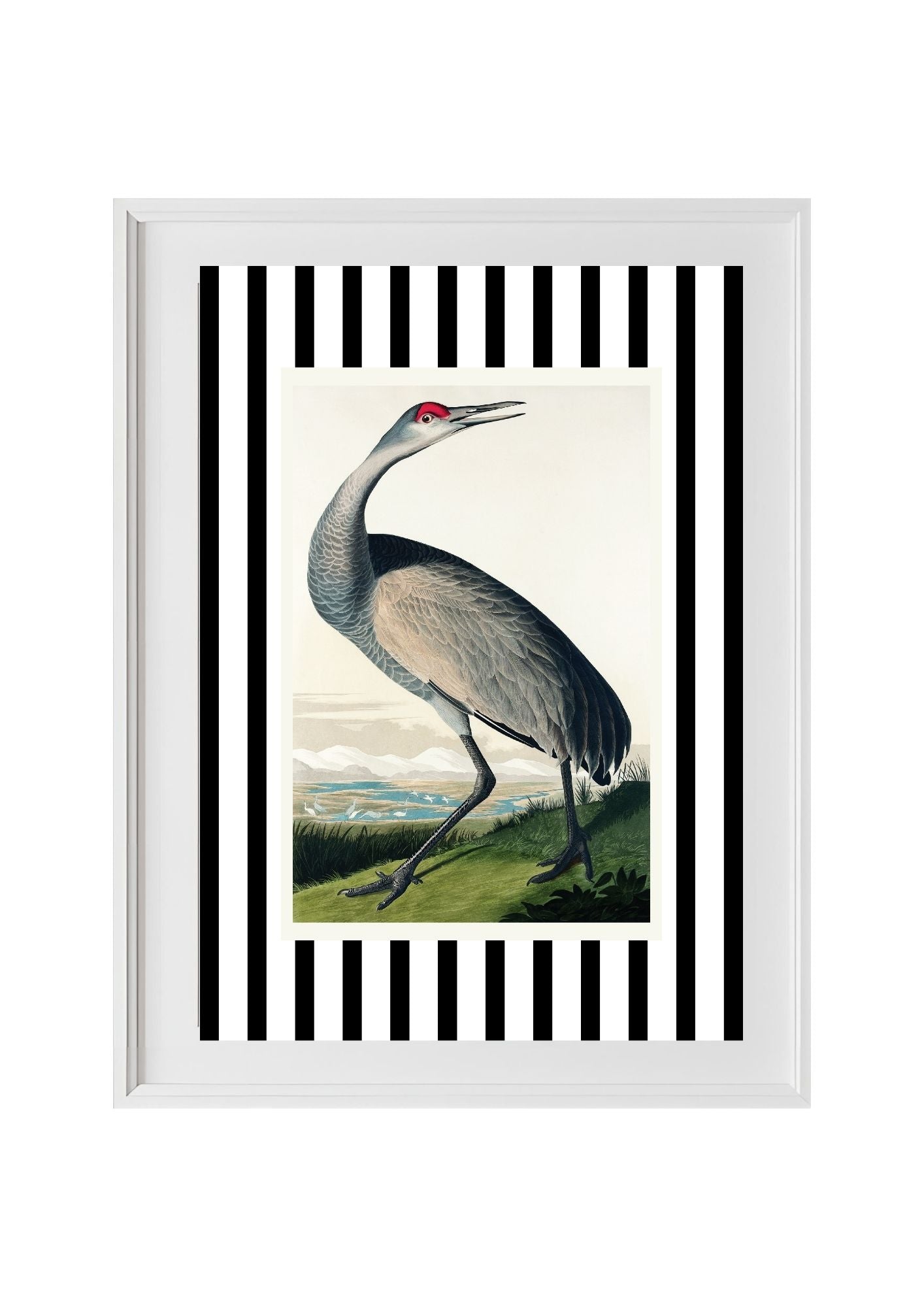 Hooping Crane