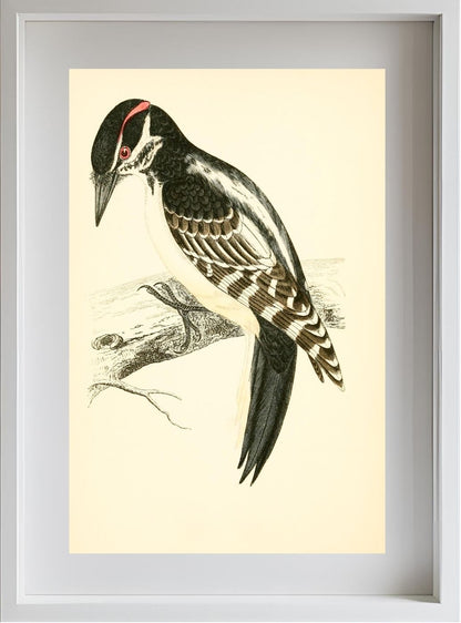 Hairy Woodpecker