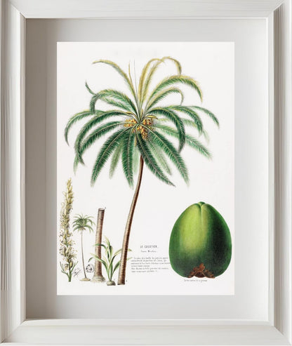 Le Cocotier (Cocos Mucifera)