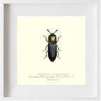 Alaolacon Cyanipennis