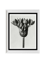 Allium Ostroroskianum (Ornamental Onion)