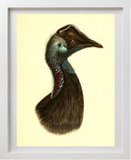 Casuarius Bennetti