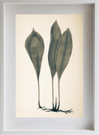 Antrophyum Boryanum
