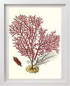 Gorgonia salappo