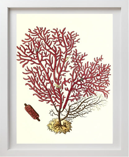 Gorgonia salappo