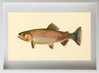 The Golden Trout (Adult Male) Salmo-Gilberti
