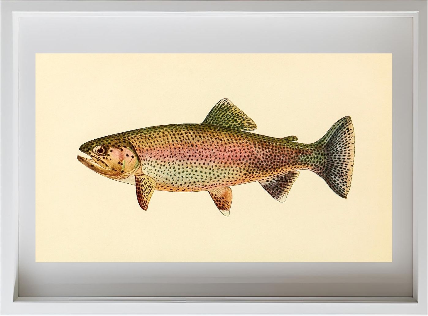 The Golden Trout (Adult Male) Salmo-Gilberti