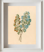 Pentand Mono. (Ehretia Rigida)