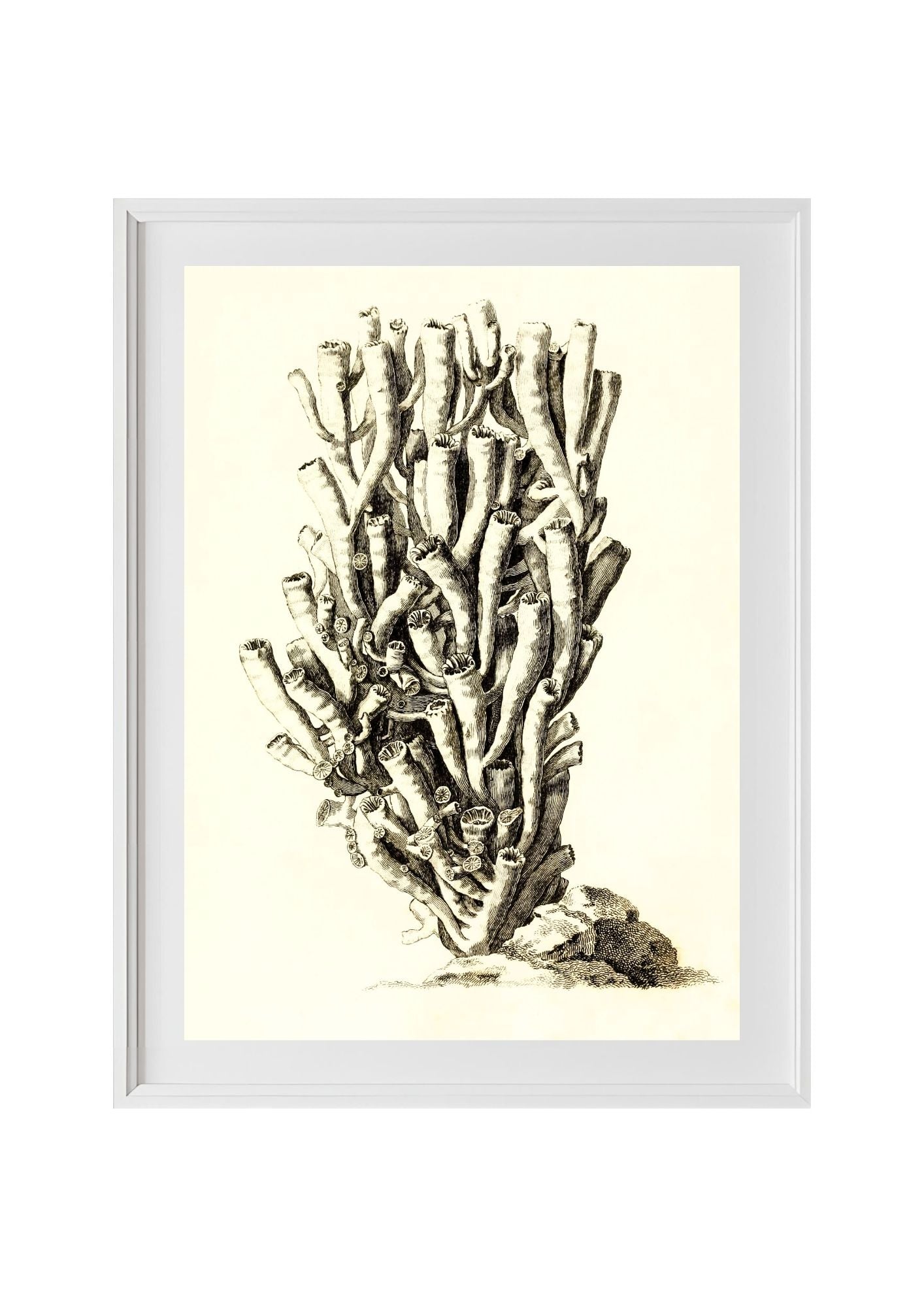 Caryophyllia antophyllum
