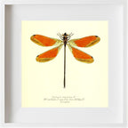 Euthore Mirabilis (male)