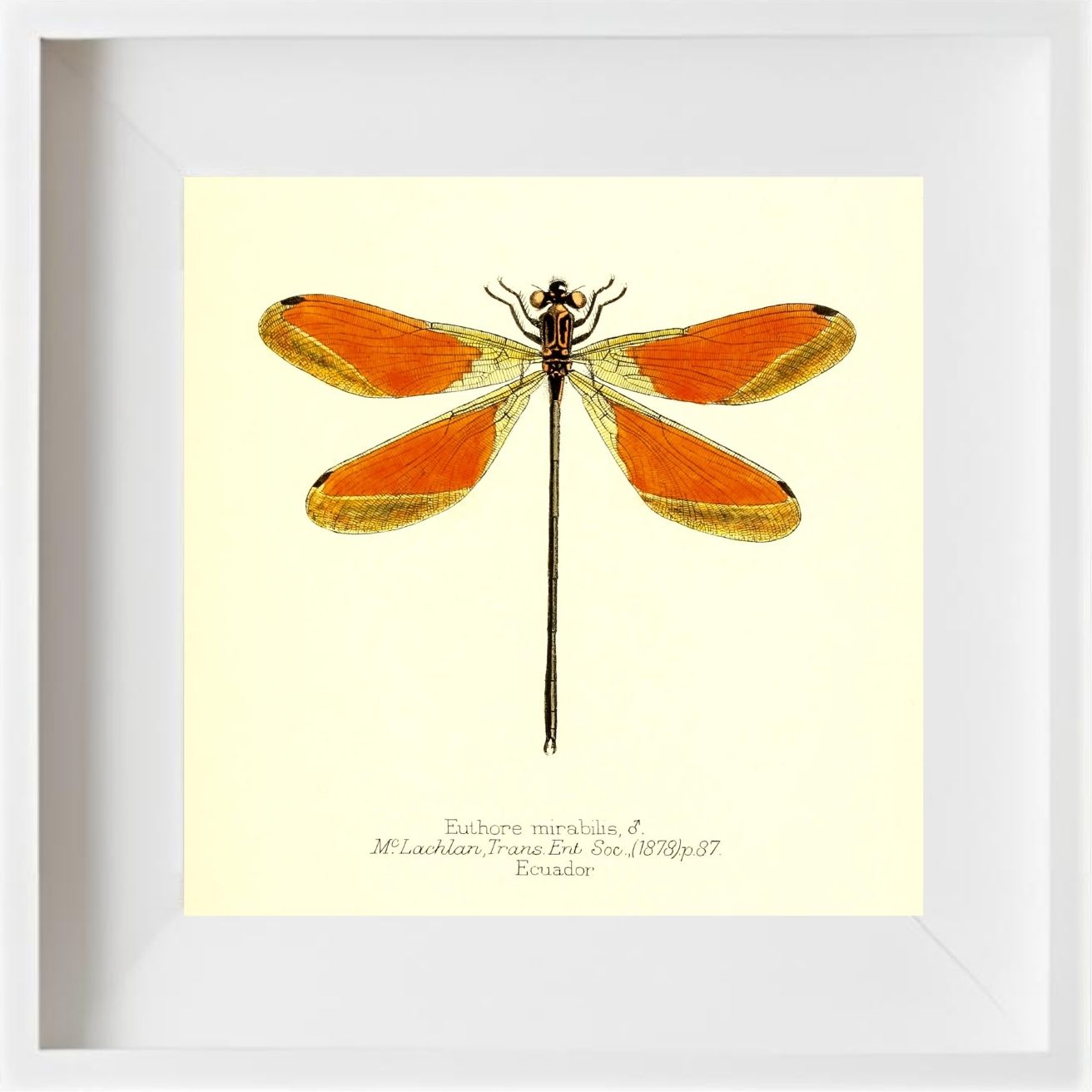 Euthore Mirabilis (male)