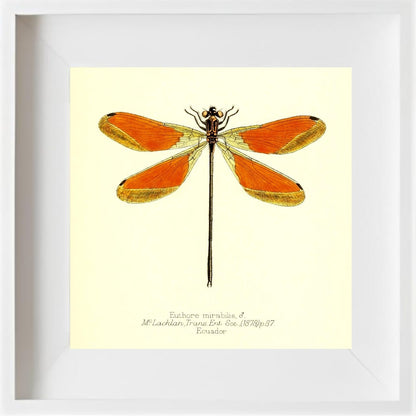 Euthore Mirabilis (male)