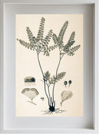 Adiantum Amoenum